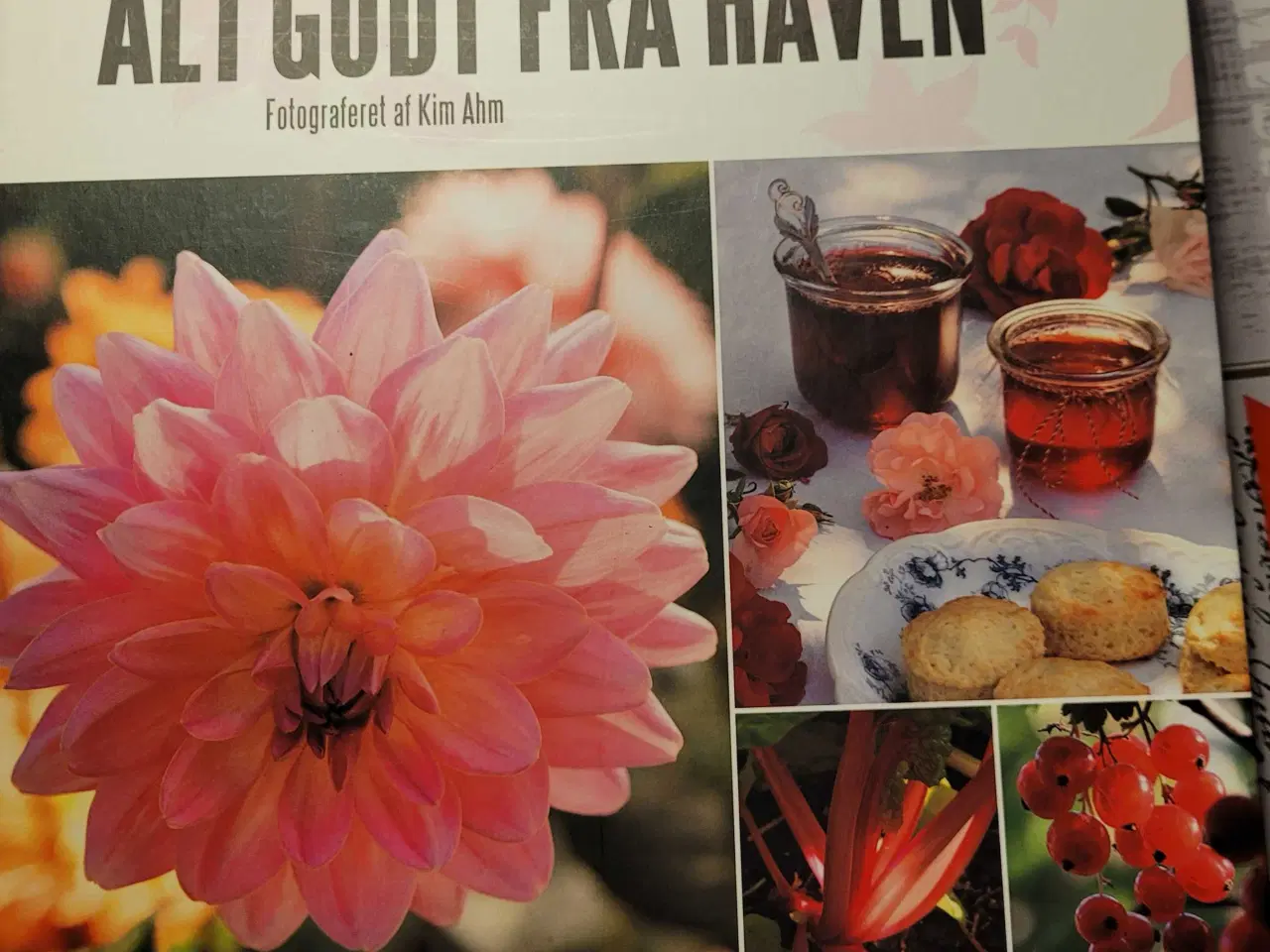 Billede 1 - Alt godt fra haven Birgitte Hasholr