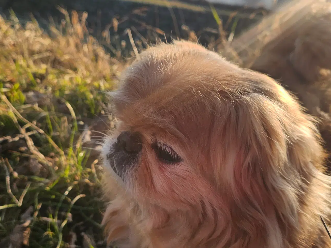 Billede 3 - Pekingeser han tilbudes til parring 