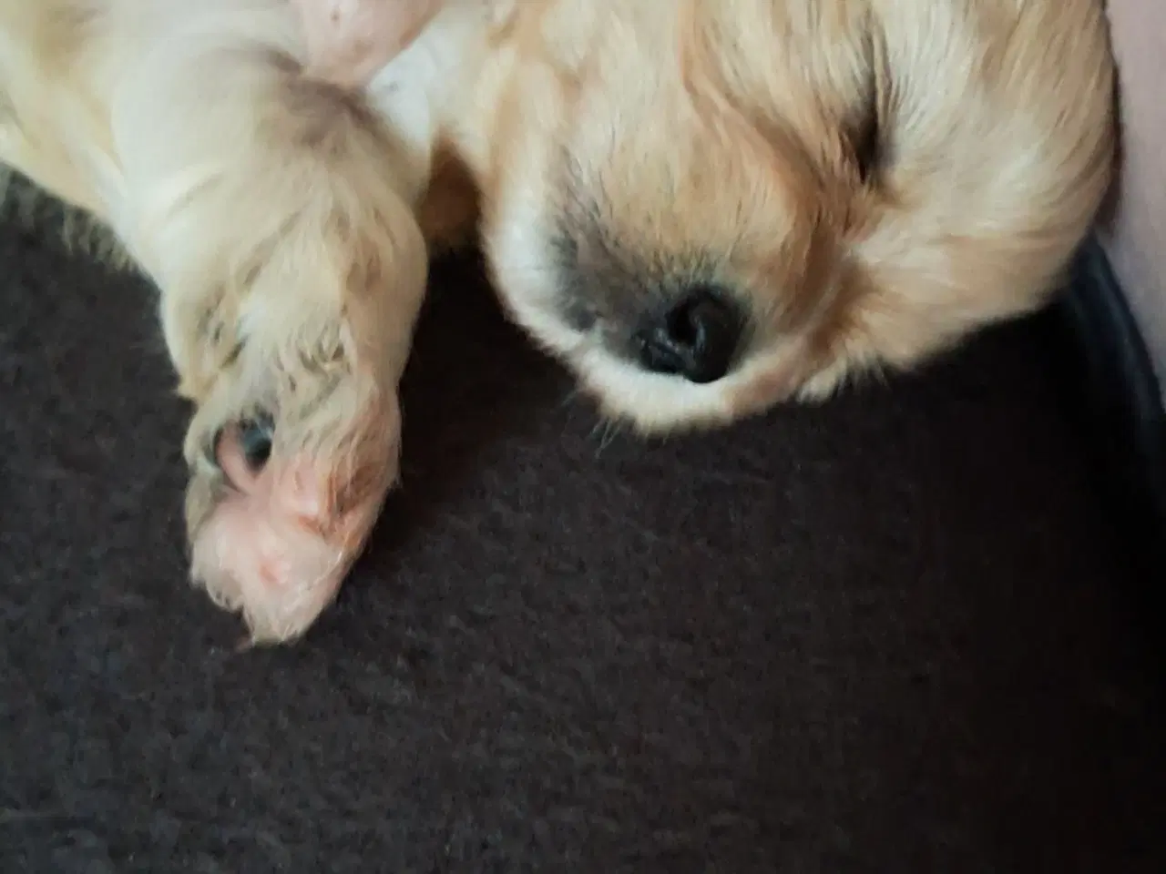 Billede 7 - Malteser blanding lille hund.