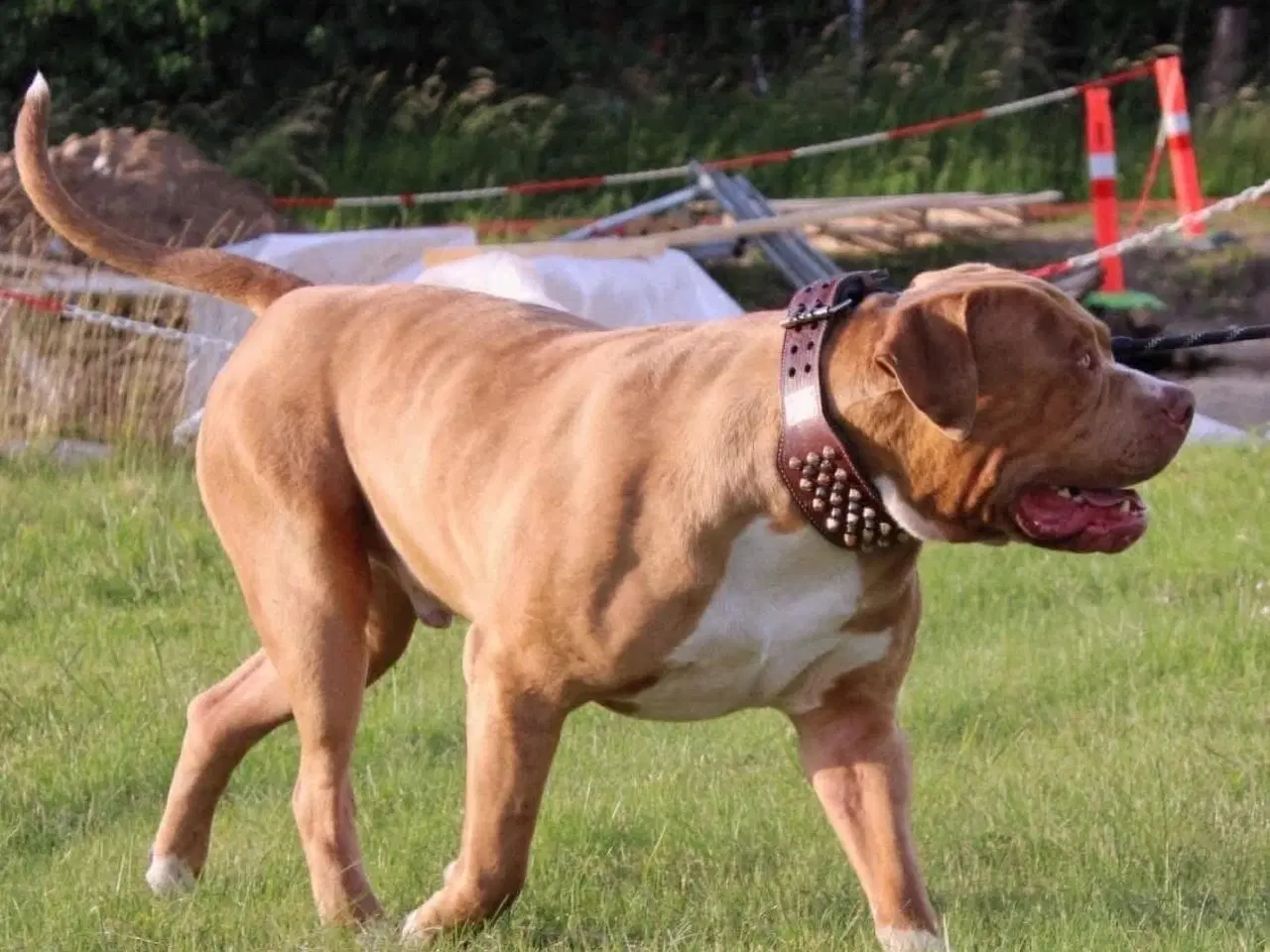 Billede 2 - American Bully tilbydes til avl 