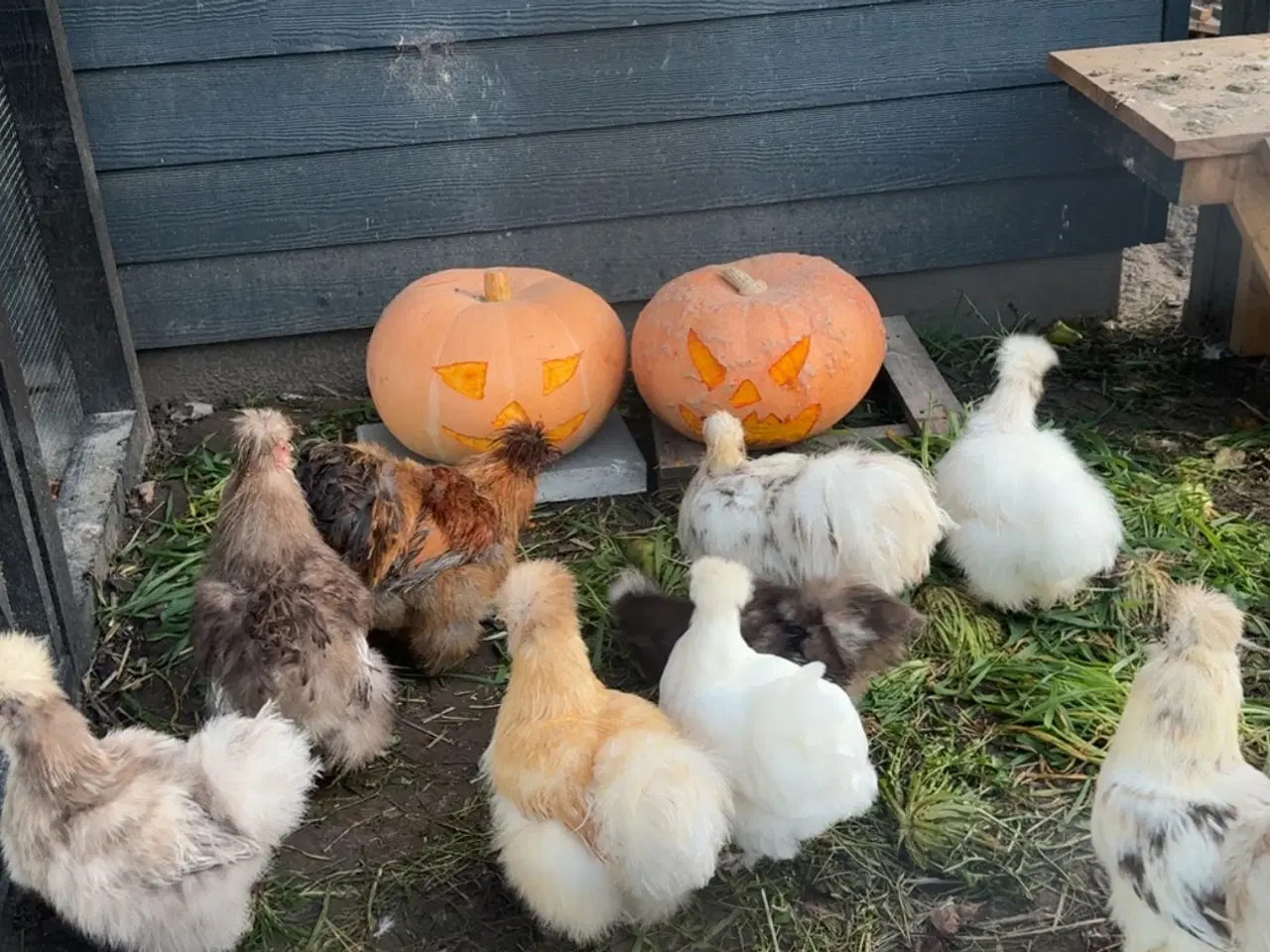 Billede 2 - Silkehøns rugeæg