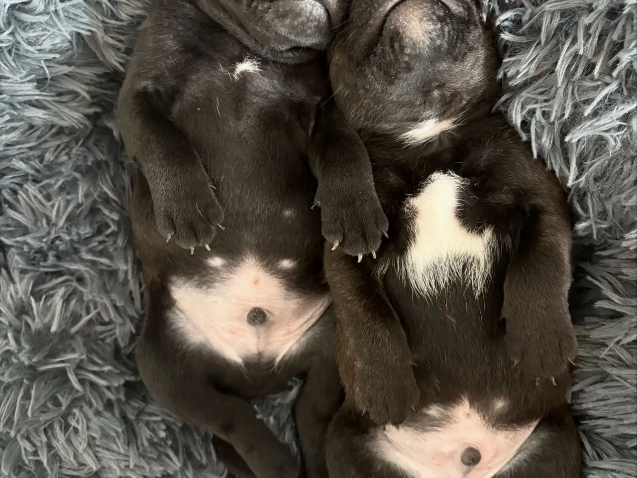 Billede 1 - Staffordshire Bullterrier