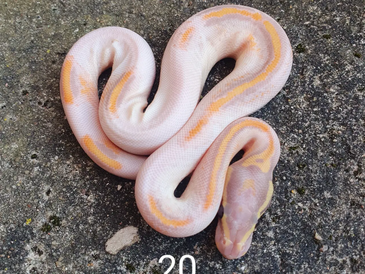 Billede 2 - Pied kongepythons. Opdateret.