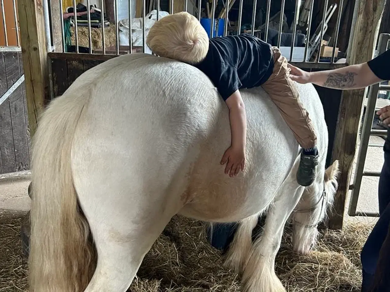 Billede 8 - Irish Cob - Tinker hoppe - 2 år