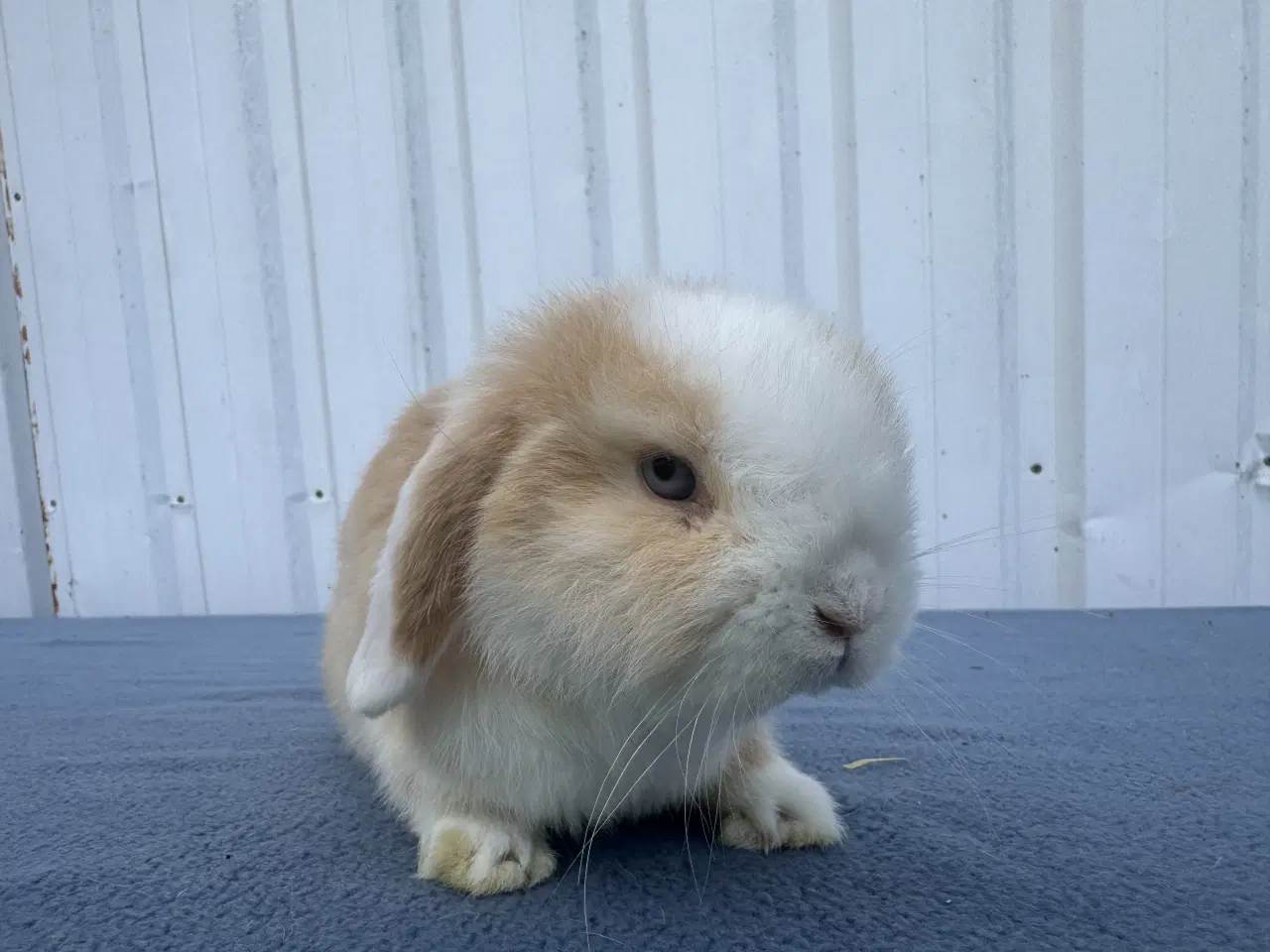 Billede 1 - Mini lop hankanin