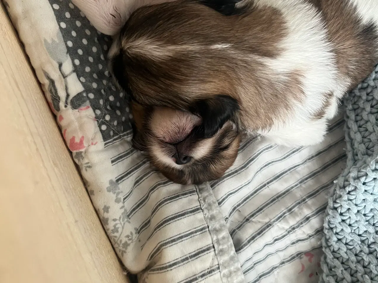 Billede 2 - Mini boomer 