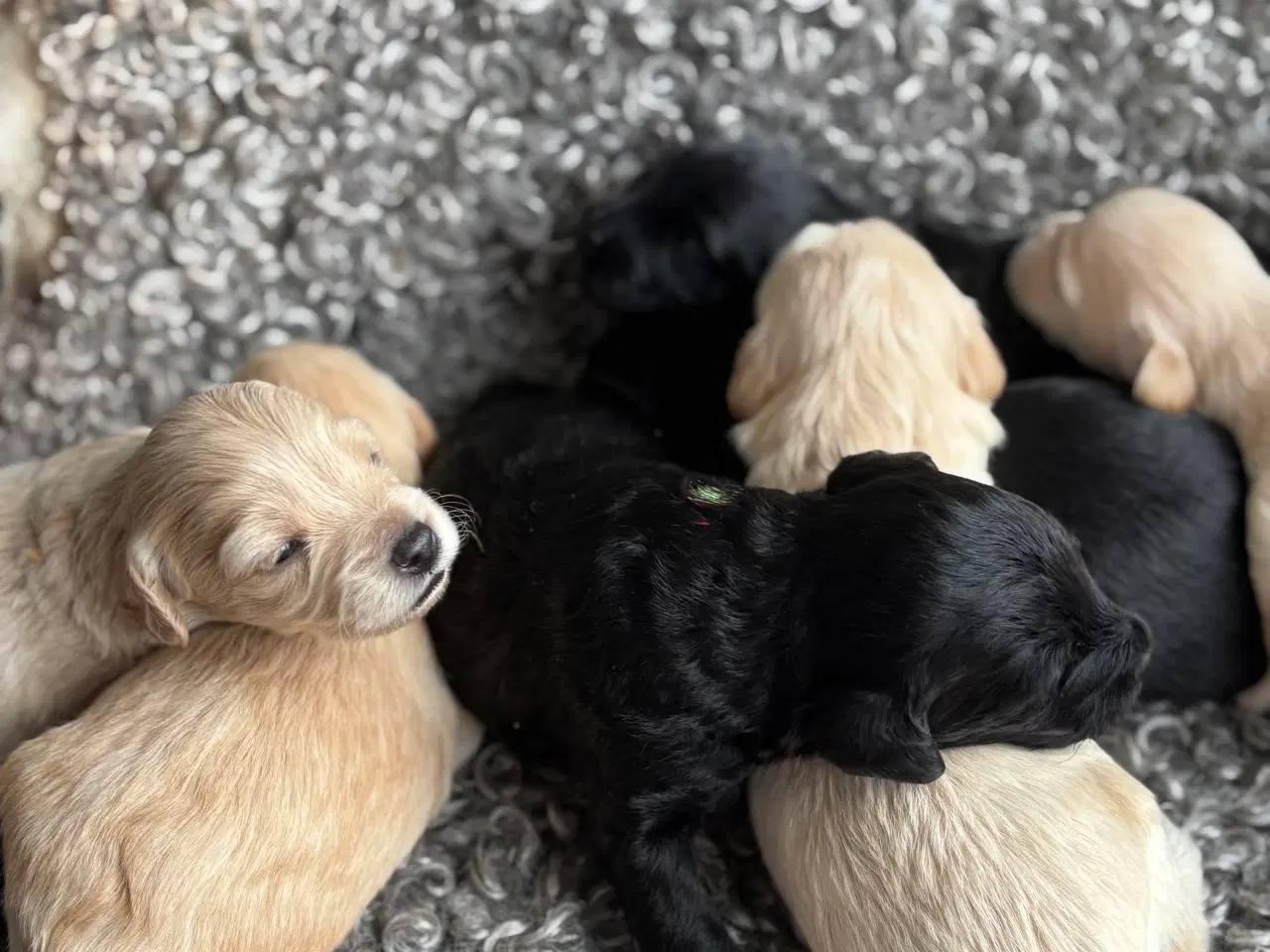 Billede 2 - Toy Cockapoo Doodle / Labradoodle