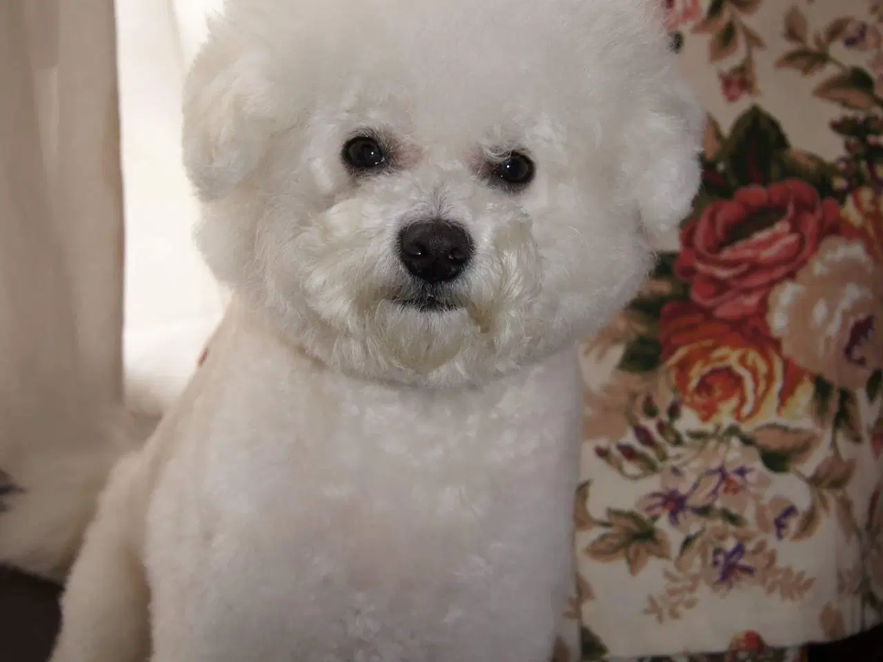 Billede 10 - Bichon Frise allergivenlige hvalpe