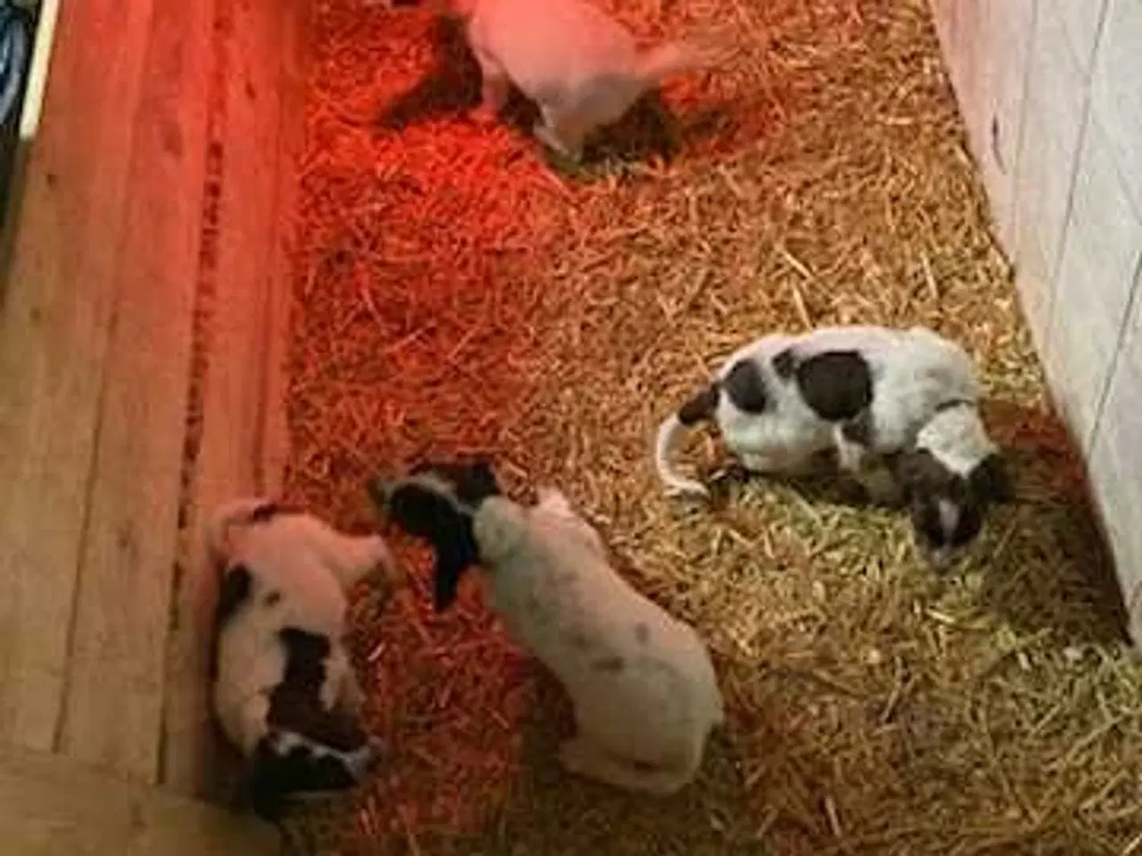 Billede 8 - Springer Spaniel hvalpe 