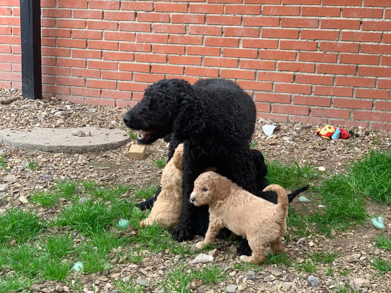 Billede 12 - Mini Golden Doodle F1B babyer 