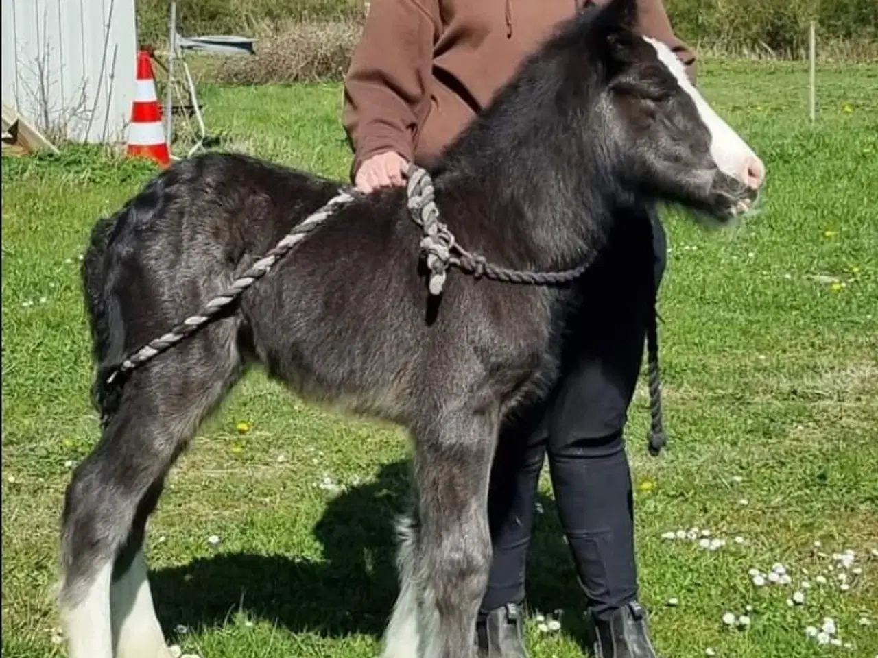 Billede 11 - Tinker hoppe 