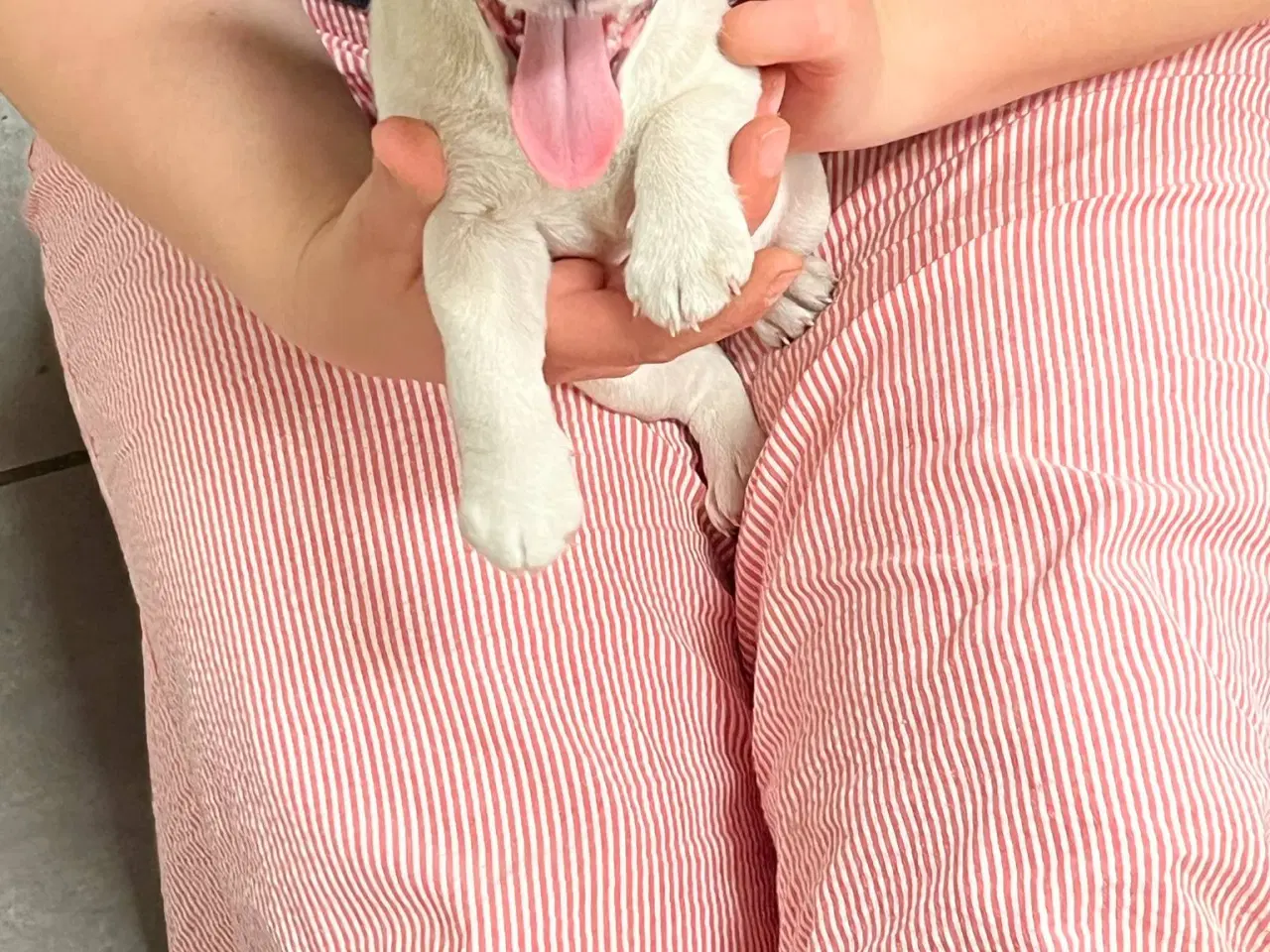 Billede 3 - Jack Russel Terrier Hvalpe