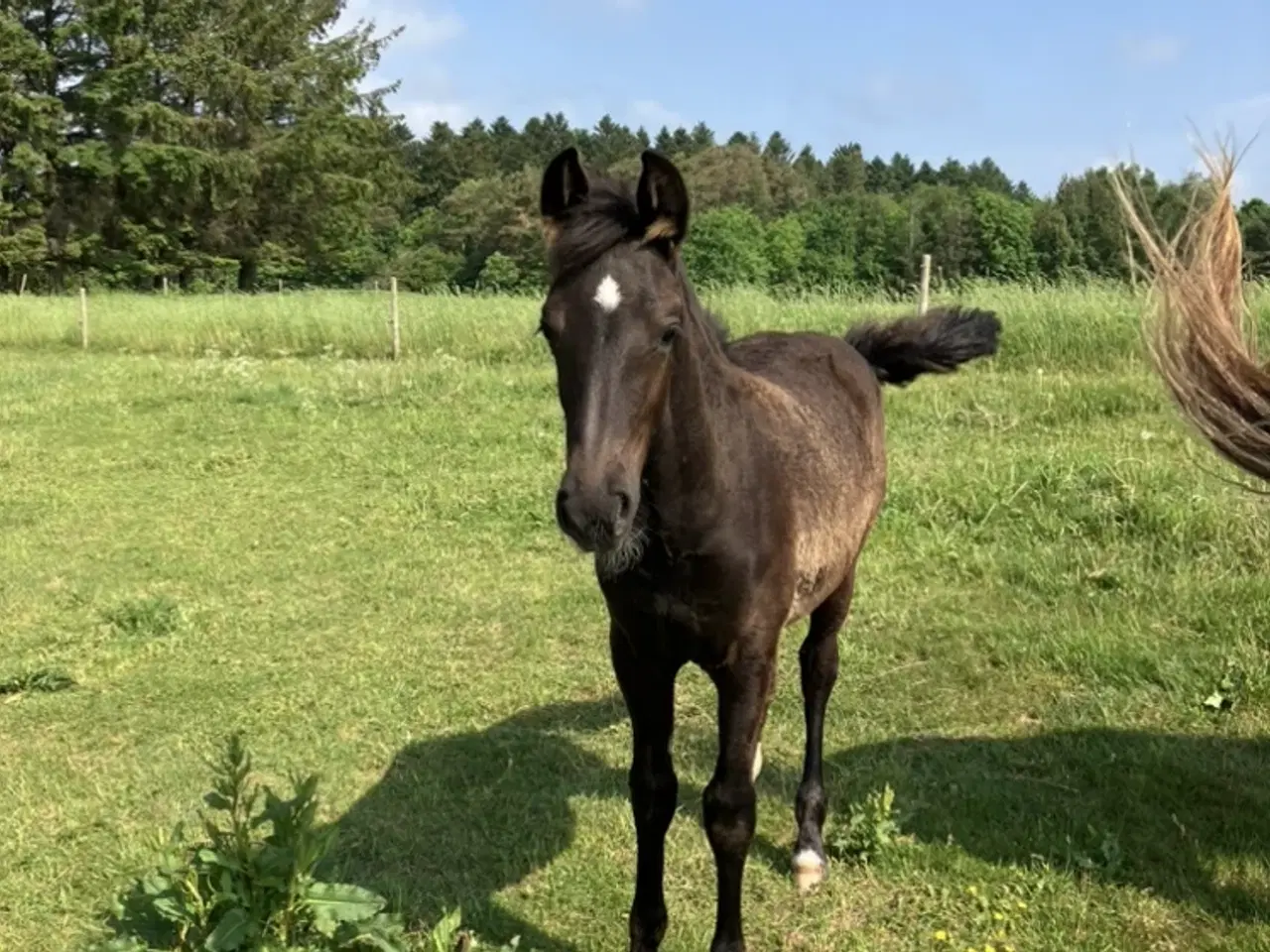 Billede 2 - Smuk hoppeføl