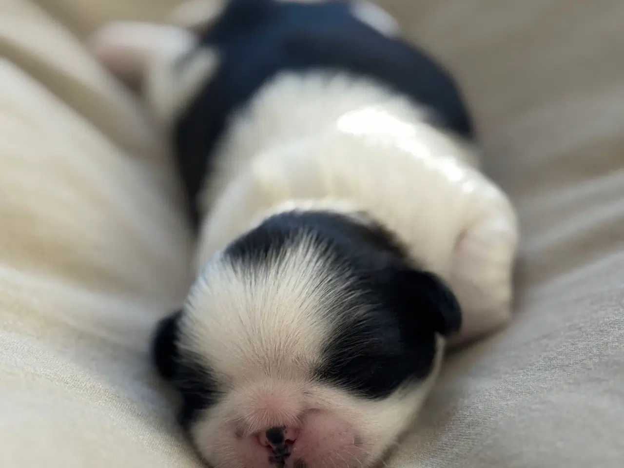 Billede 2 - Ægte Shih Tzu 30. september 2025