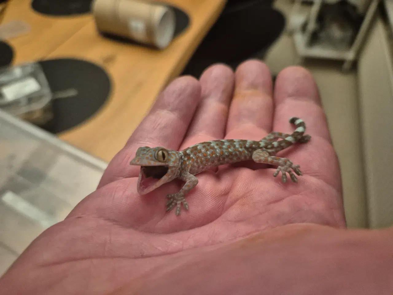 Billede 1 - sjældenhed (!) 2x tokay unger 