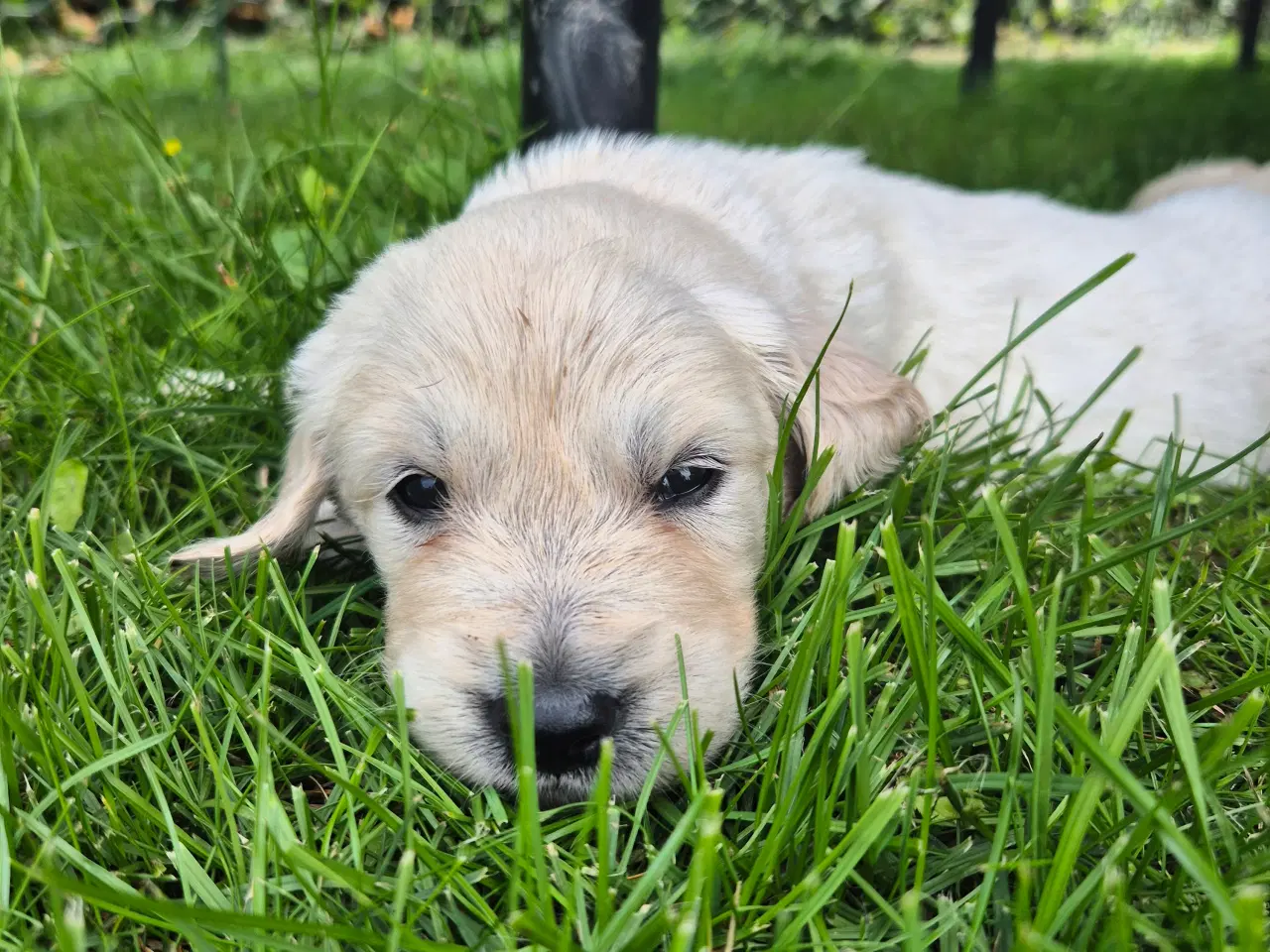 Billede 7 - Golden retriever hvalpe