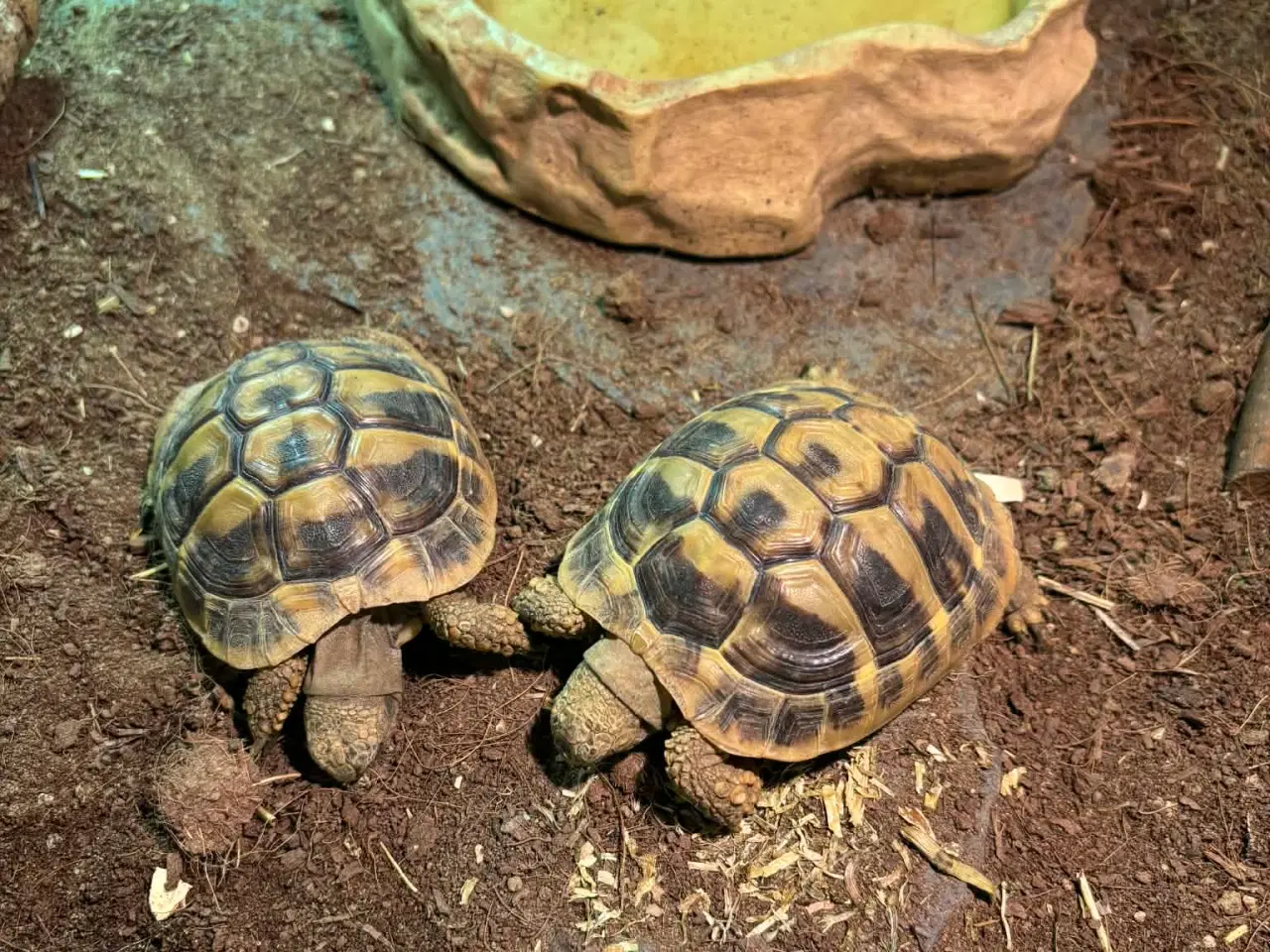 Billede 2 - 2 græske landskildpadder 