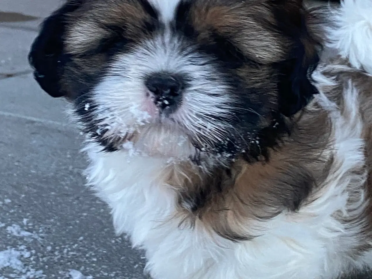 Billede 6 - Shih Tzu hvalpe 