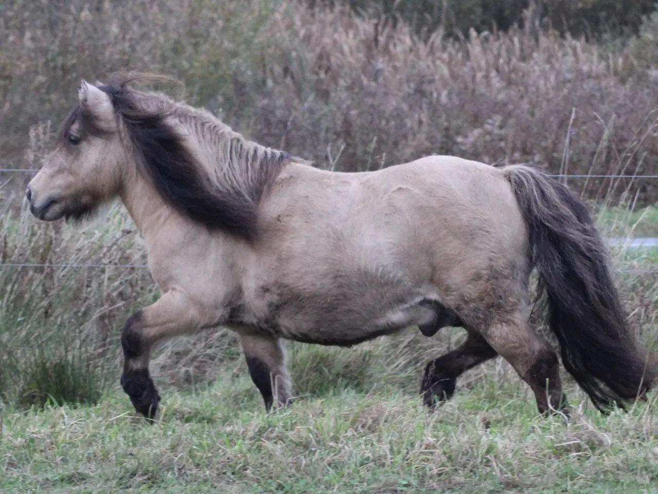 Billede 5 - Kåret avlshingst, sidste chance som hingst!