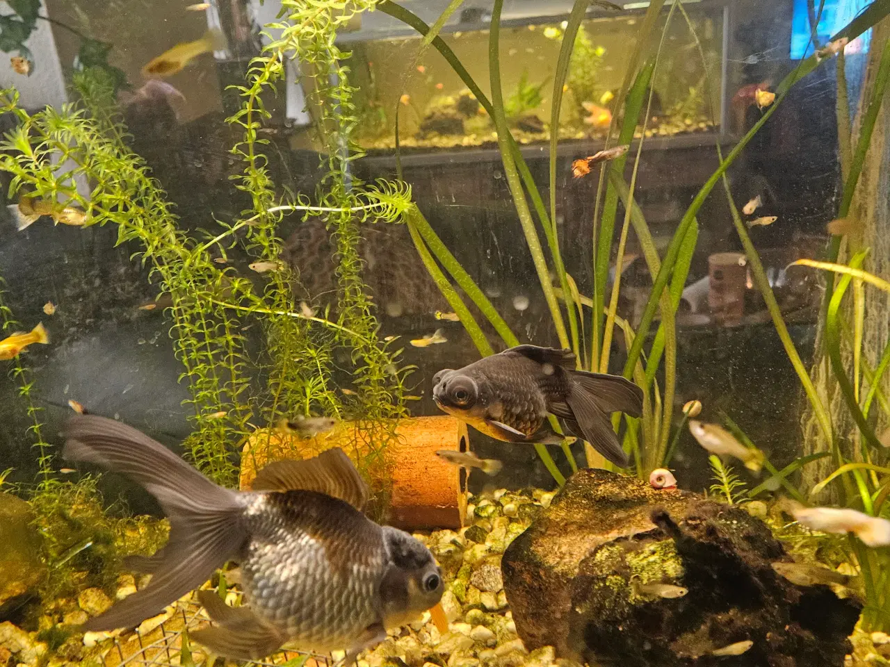 Billede 1 - guppy mix