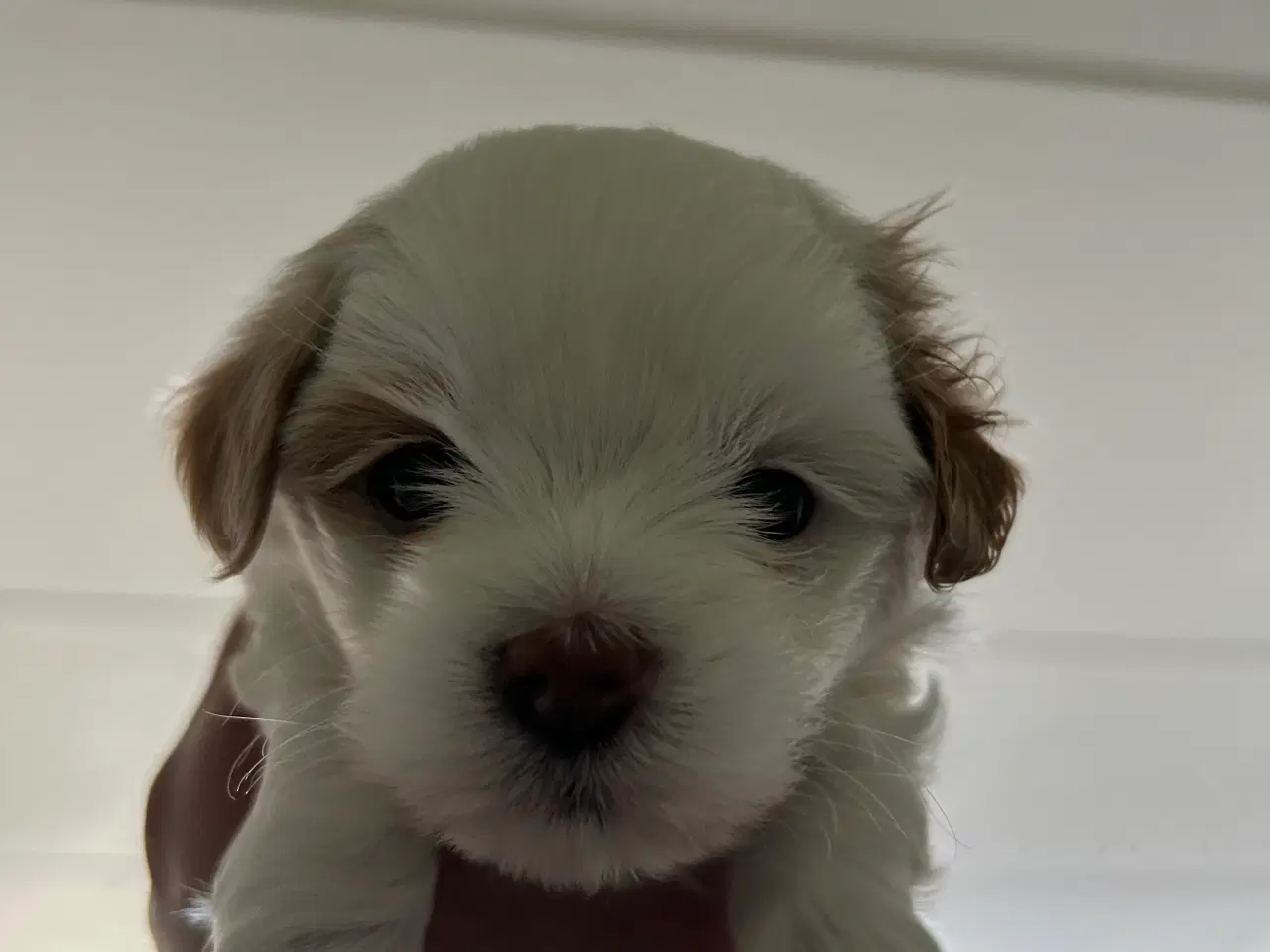 Billede 3 - Maltipoo hvalpe - nysgerrige og skønne