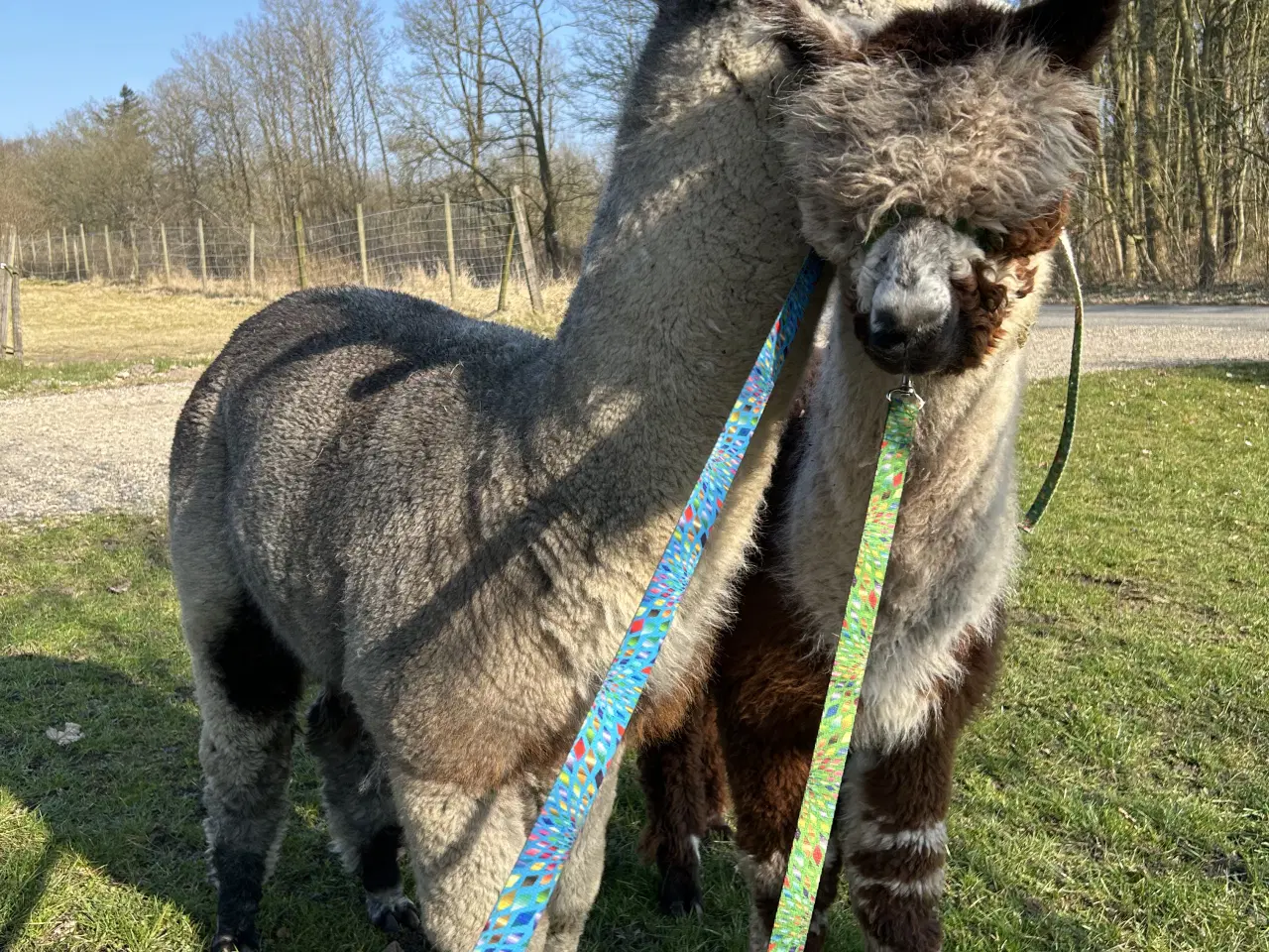 Billede 1 - Alpacahingst sælges