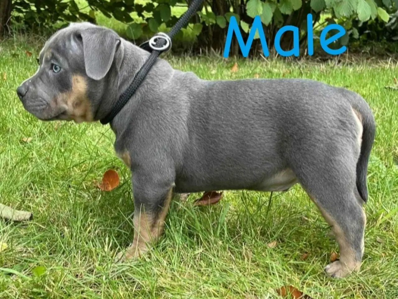 Billede 11 - 🐶 American Bully hvalpe – showkvalitet & familiev
