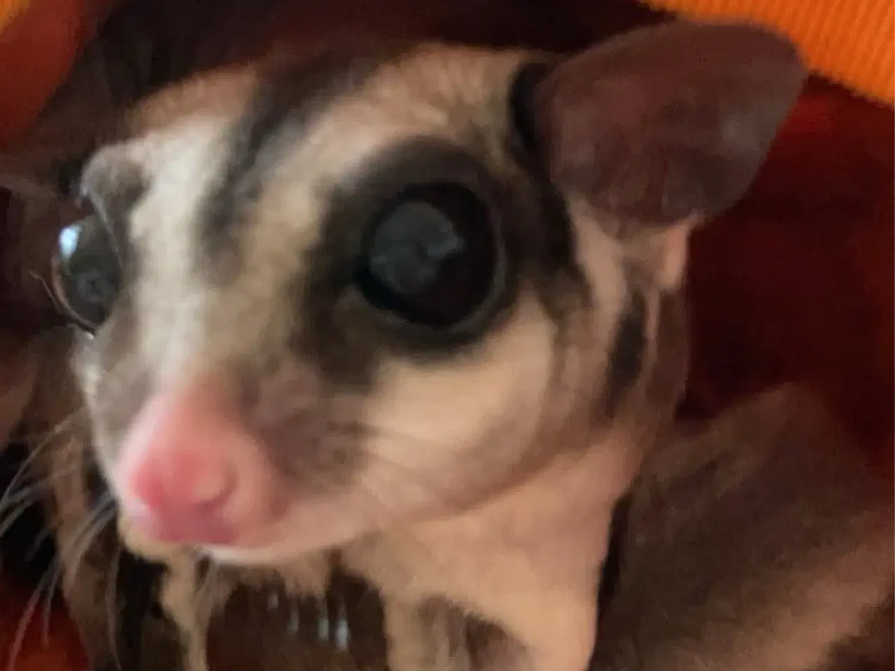 Billede 2 - Sugargliders