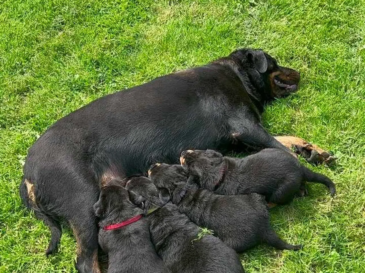 Billede 16 - Rottweiler han 