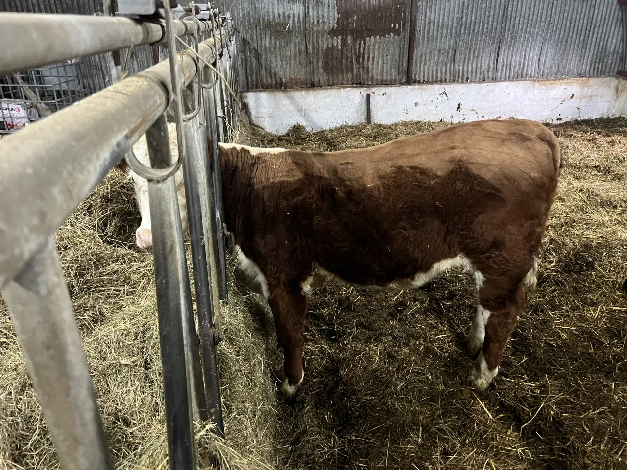 Billede 2 - Hereford kvie fra 3mdr 25.