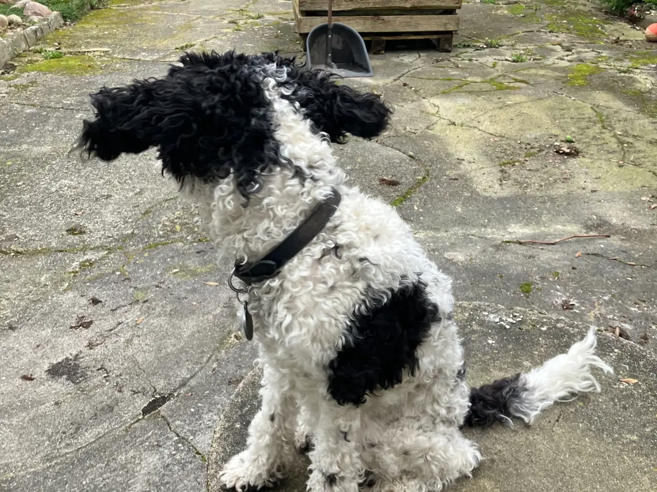 Billede 2 - Springerspaniel/puddel 1 år 