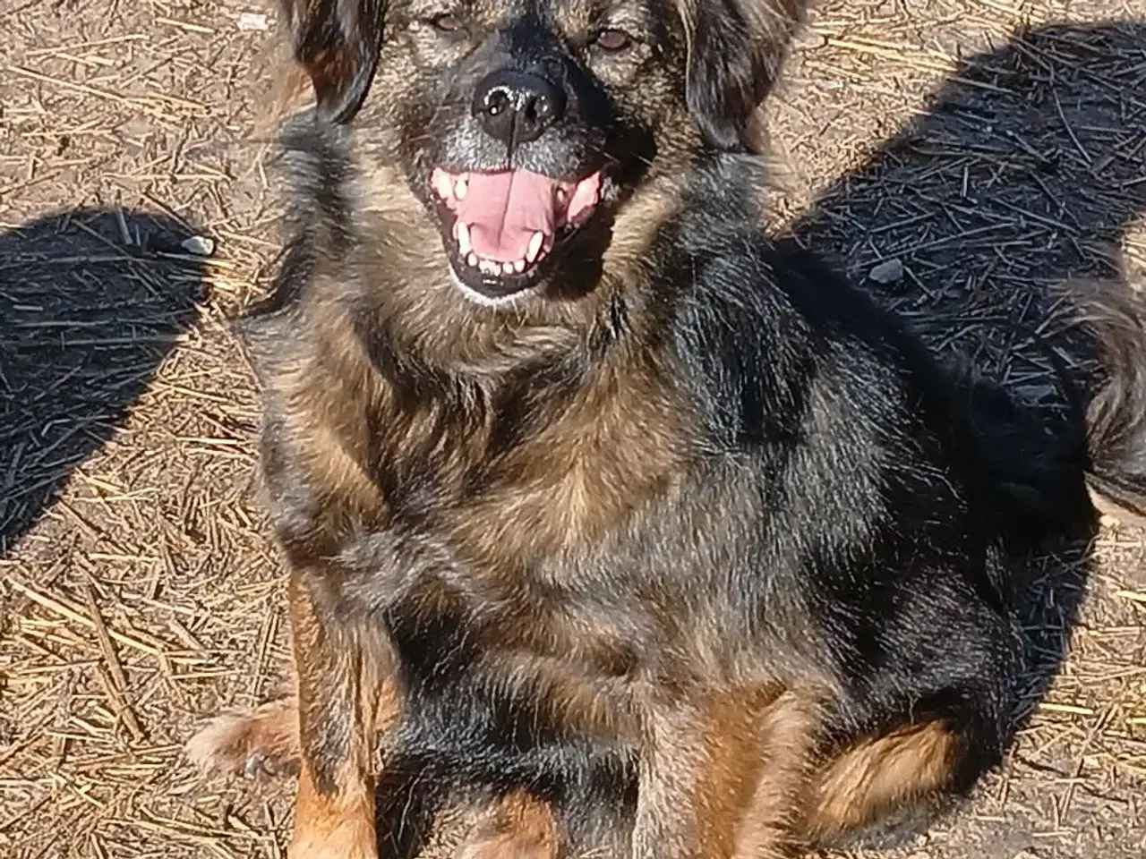 Billede 14 - Livsglade Joy 🩷