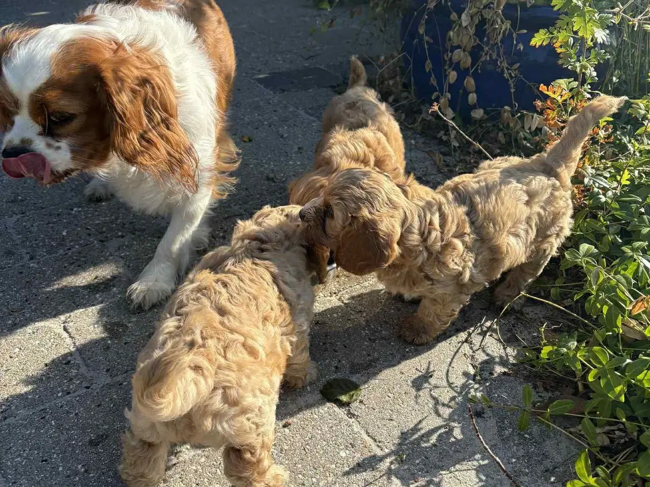 Billede 6 - Cavamaltipoo hvalpe - 2 tilbage