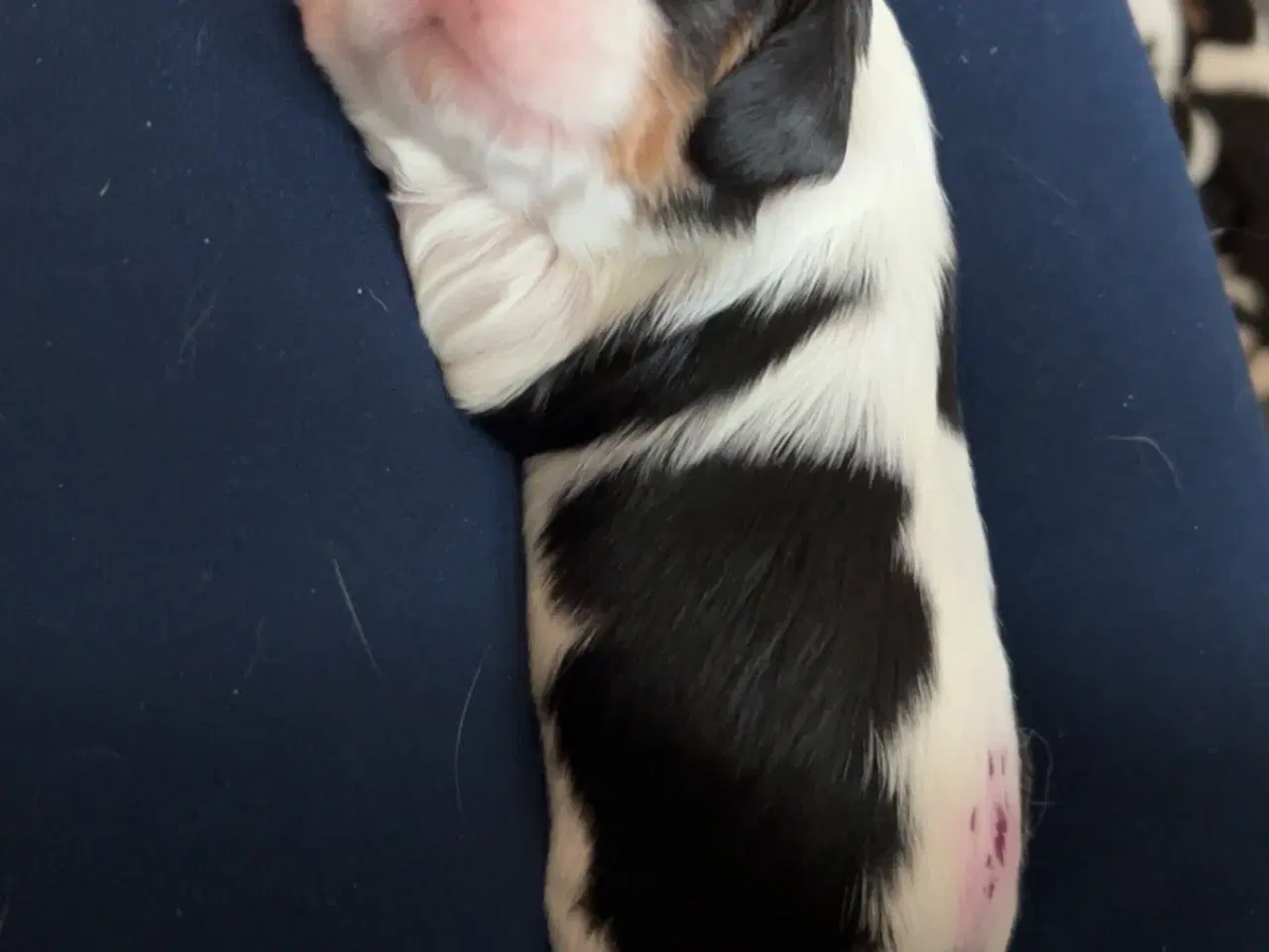 Billede 9 - Cavalier King Charles hvalpe m. stambog