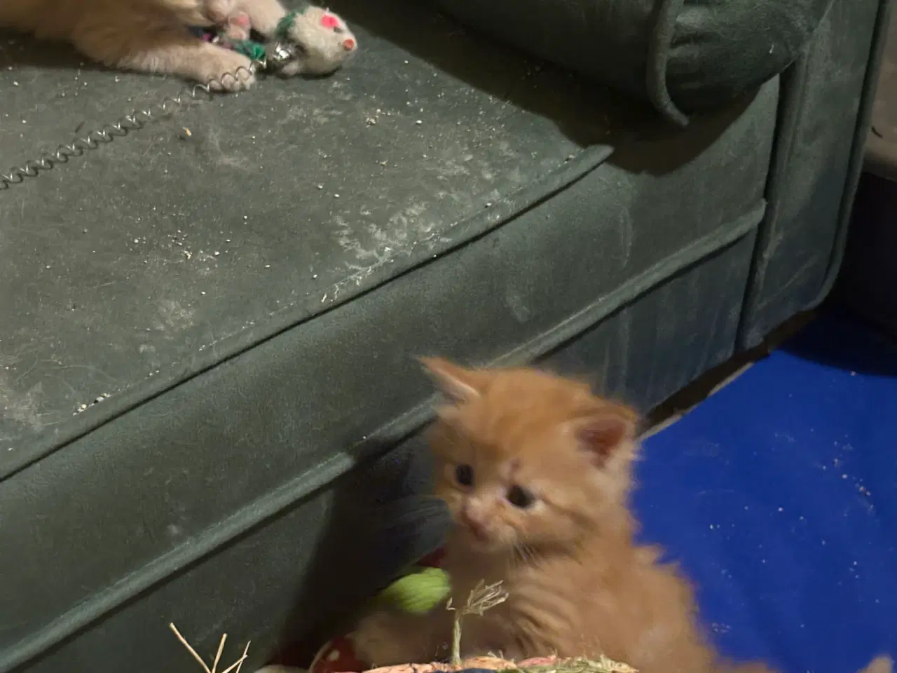 Billede 14 - Dejlige smukke og flotte