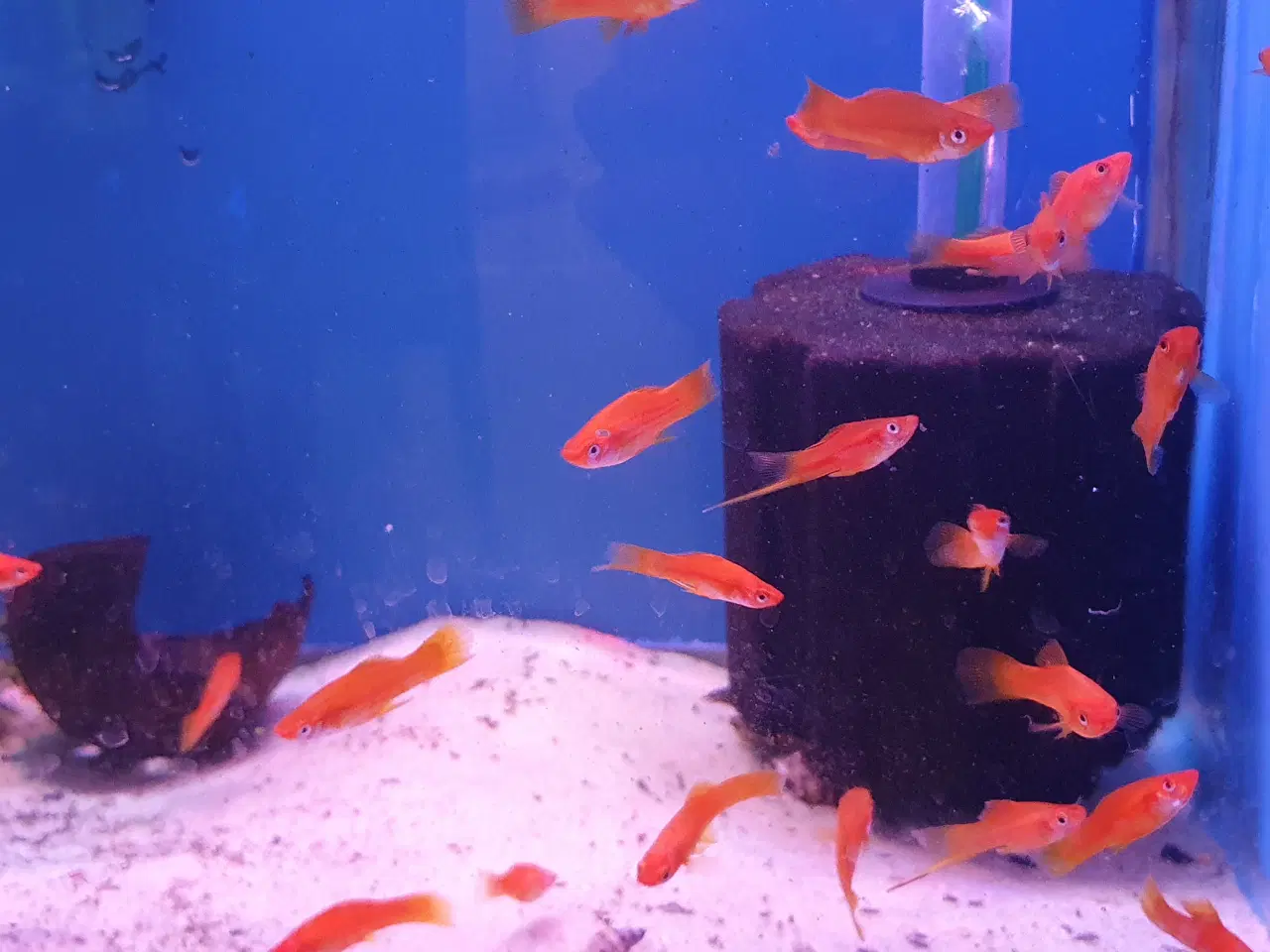 Billede 12 - Røde Sværddragere