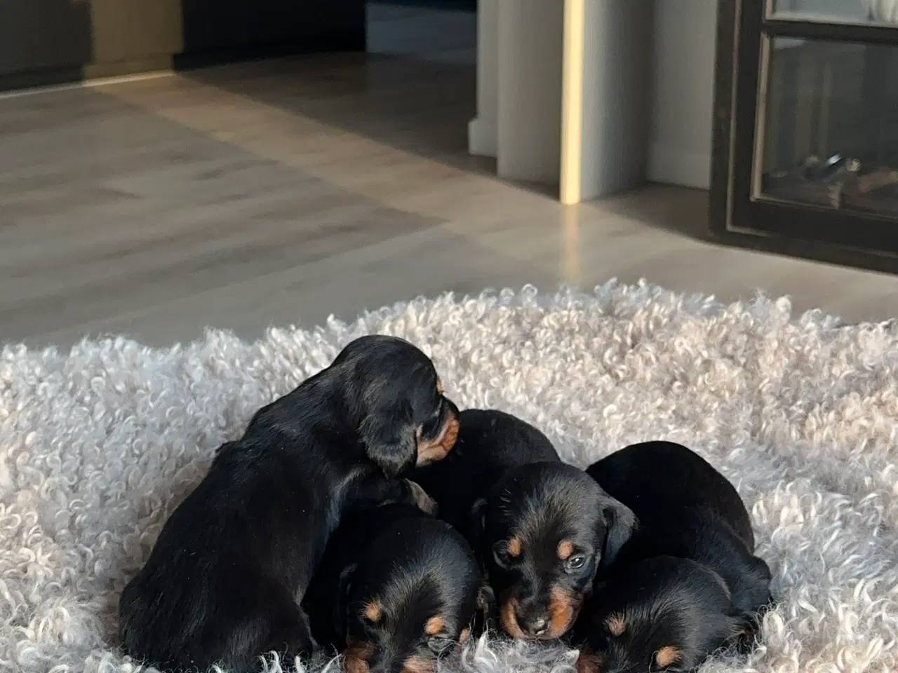 Billede 3 - Ruhåret dværg gravhunde