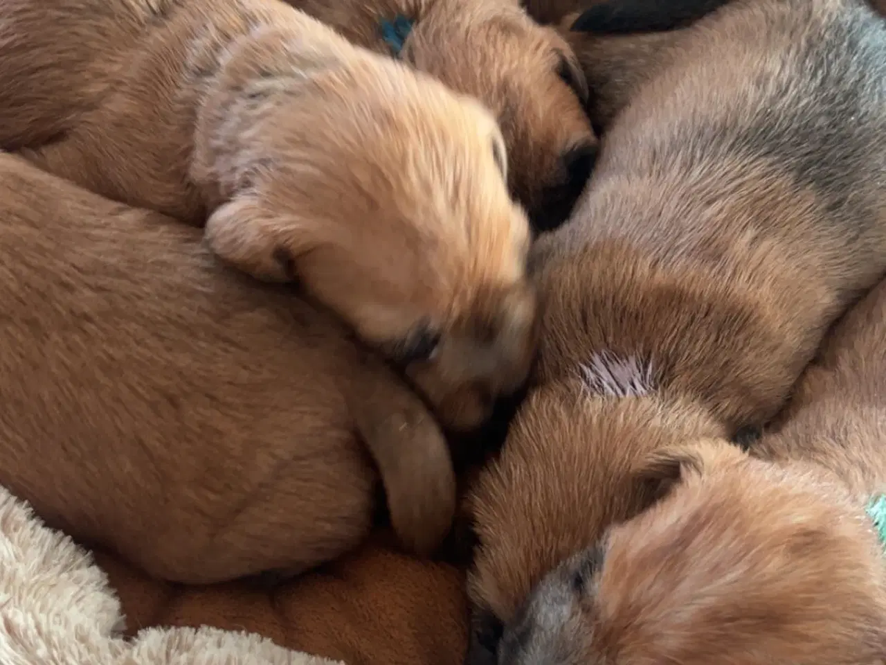 Billede 2 - Irish softcoated Wheaten terrier