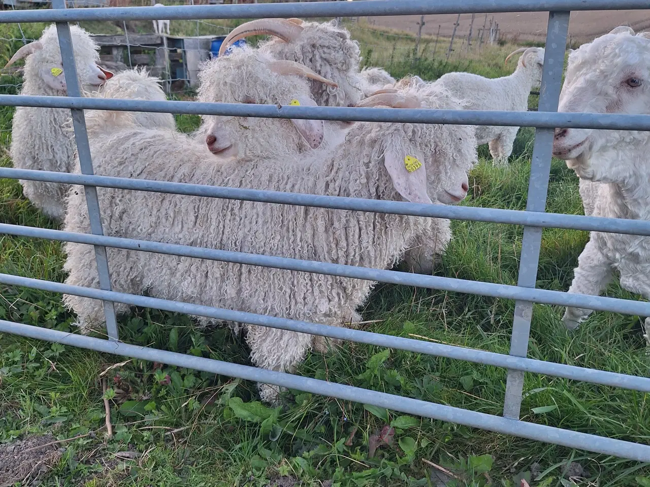 Billede 3 - Kidmohair - spinde - gedekid - oplevelse