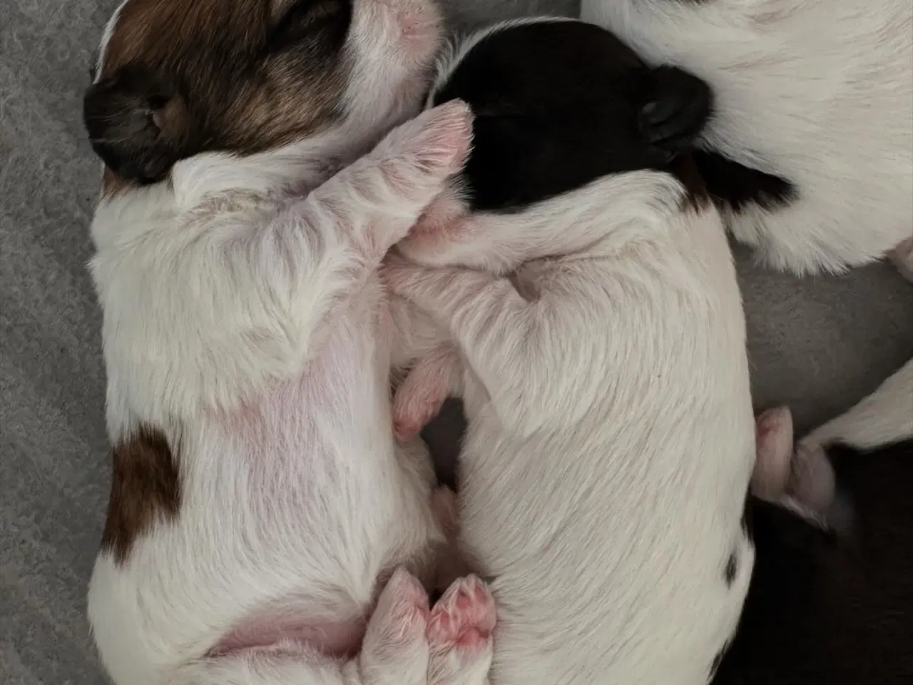 Billede 15 - Bichon Havanais-Jack Russel hvalpe