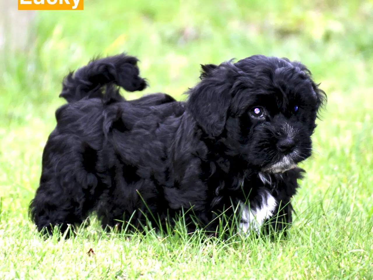 Billede 7 - Bichon Havanais DKK 