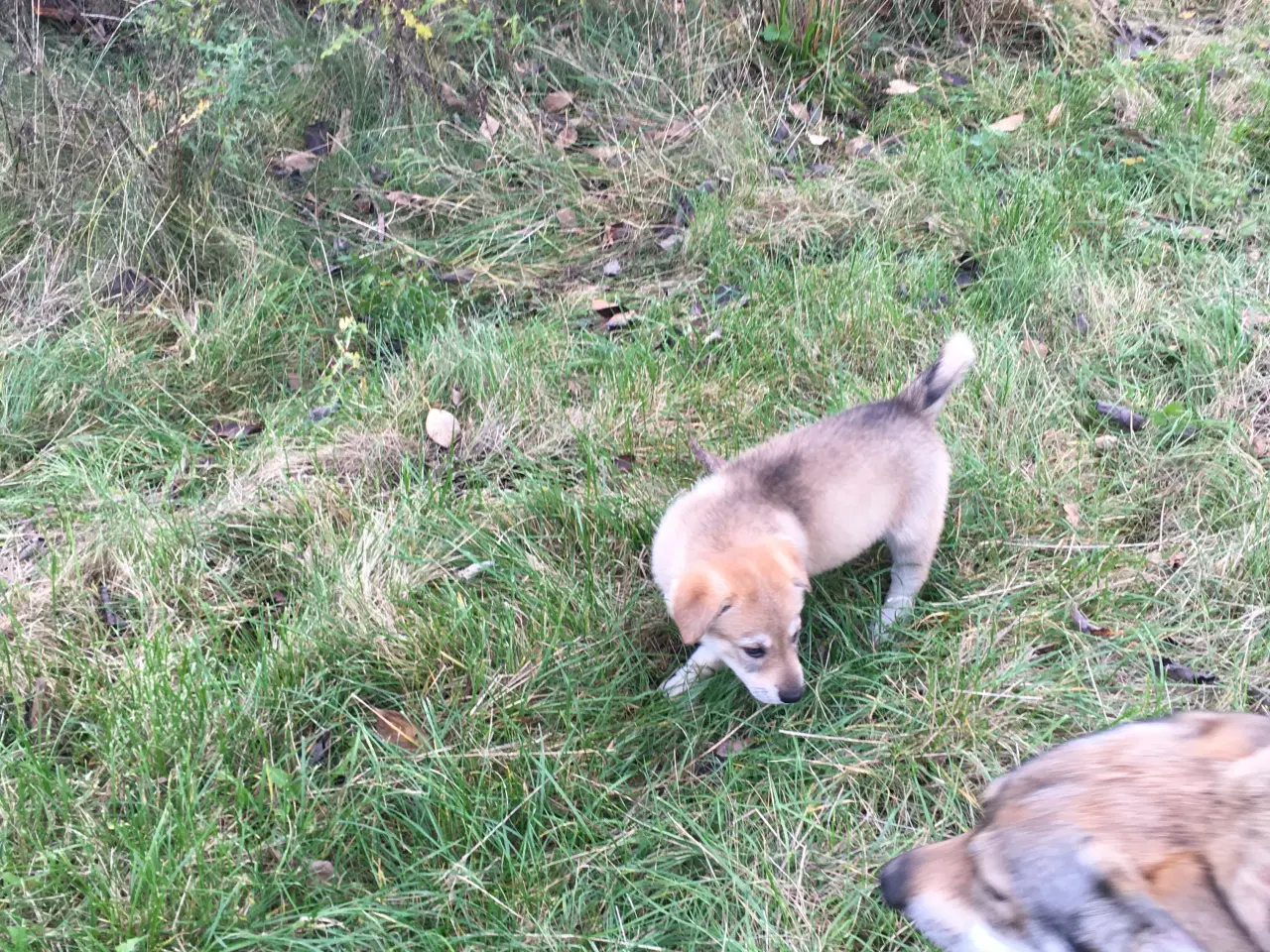 Billede 16 - Hvalpe af hvid schæfer og tjekkoslovakisk ulvehund