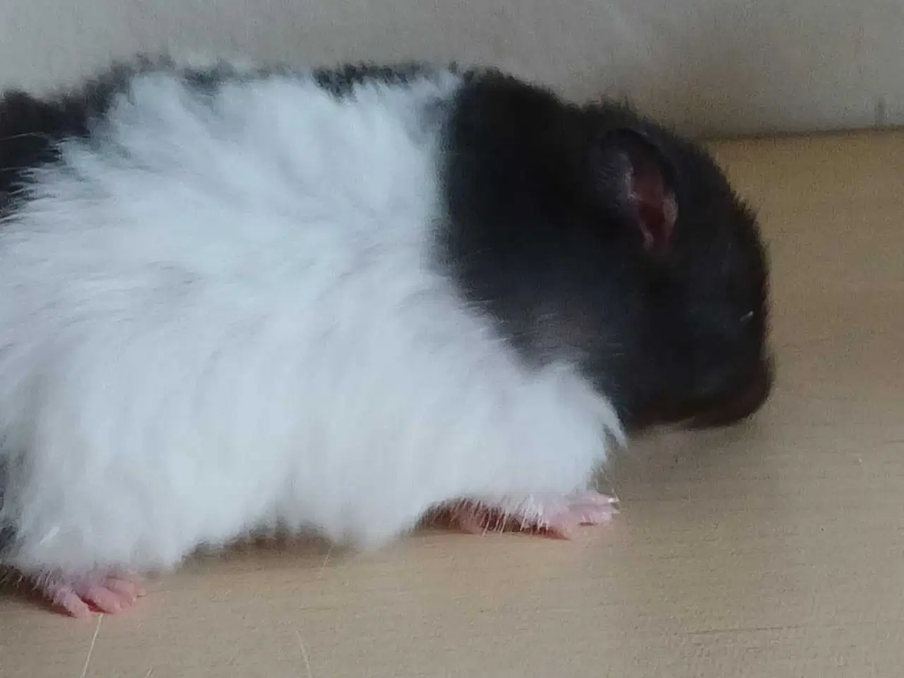 Billede 15 - Guldhamster unger