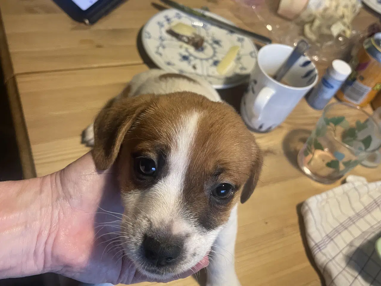 Billede 2 - Jack Russell Hvalpe - Glathåret - DKK stamtavle