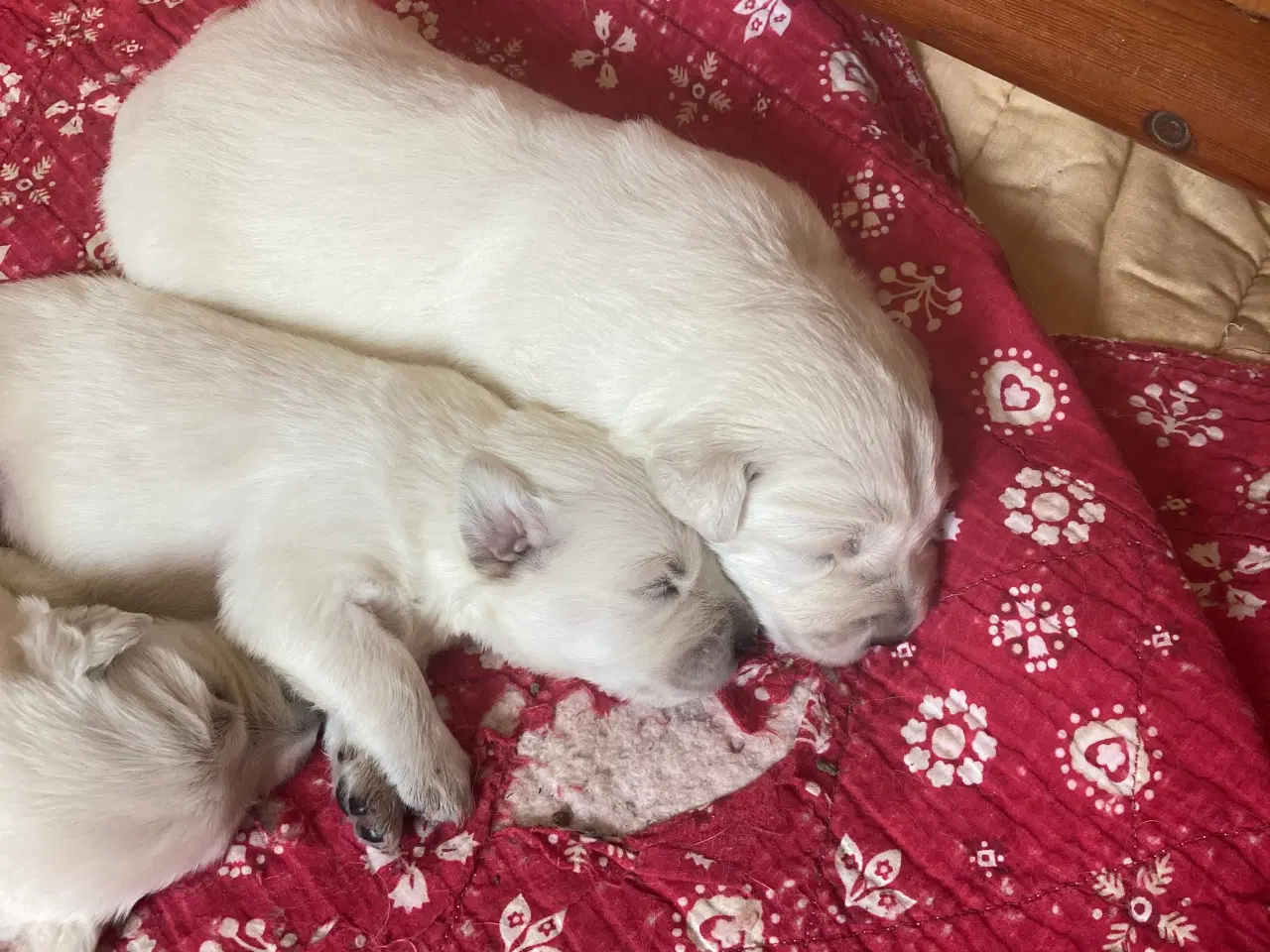 Billede 5 - Golden Shephard hvalpe venteliste