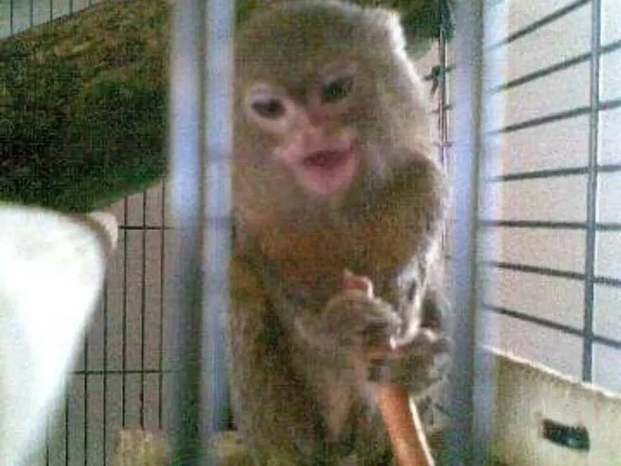 Billede 1 - Dværg silke Abe