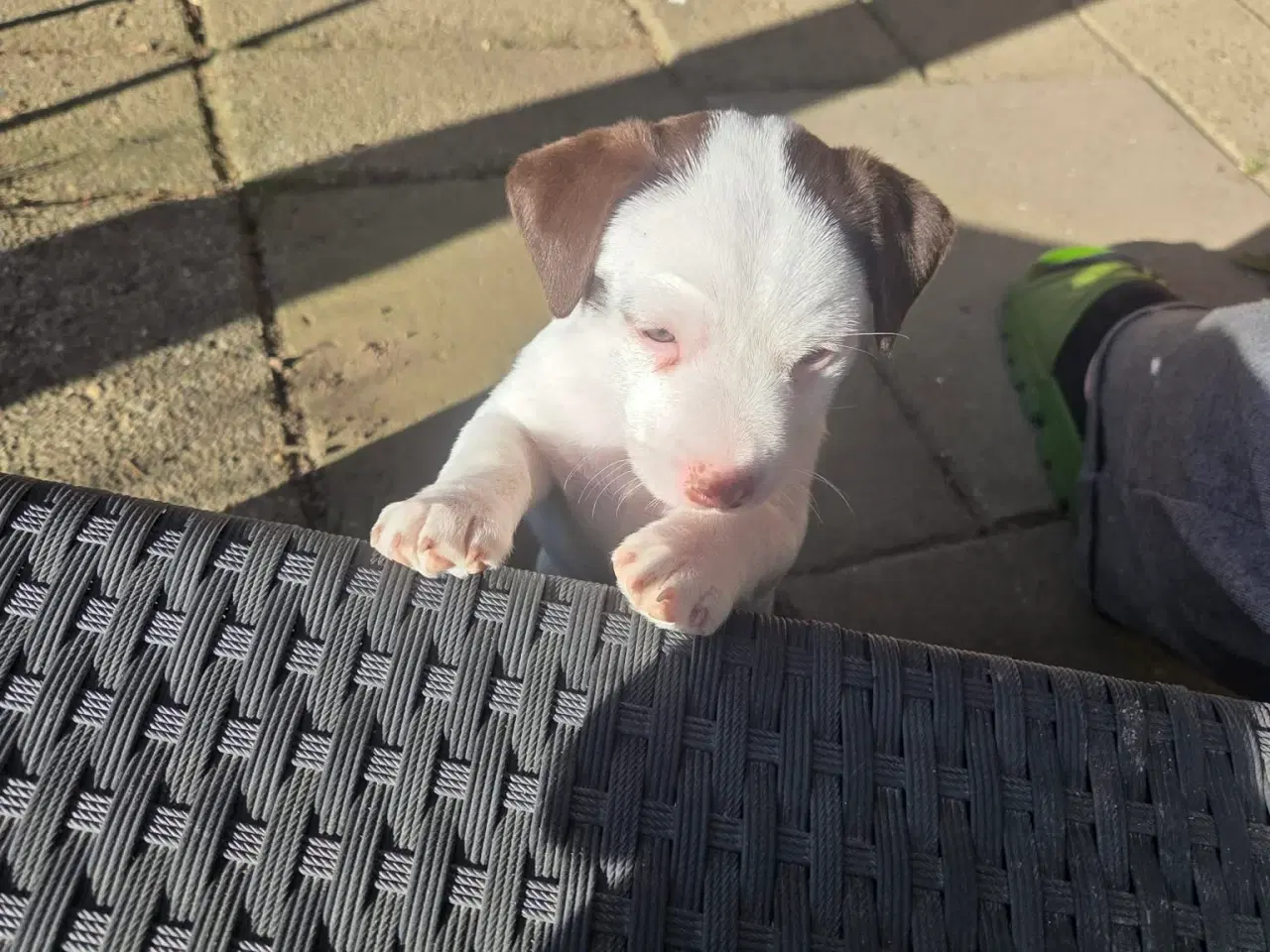 Billede 2 - Jack Russell Terrier hvalpe 