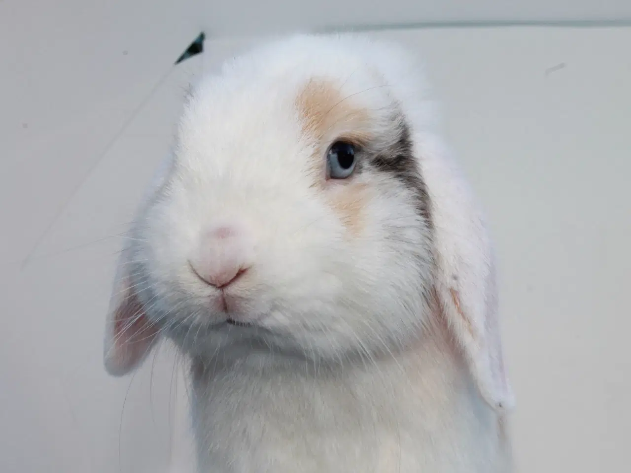 Billede 6 - Dværgvædder/Mini lop hankanin