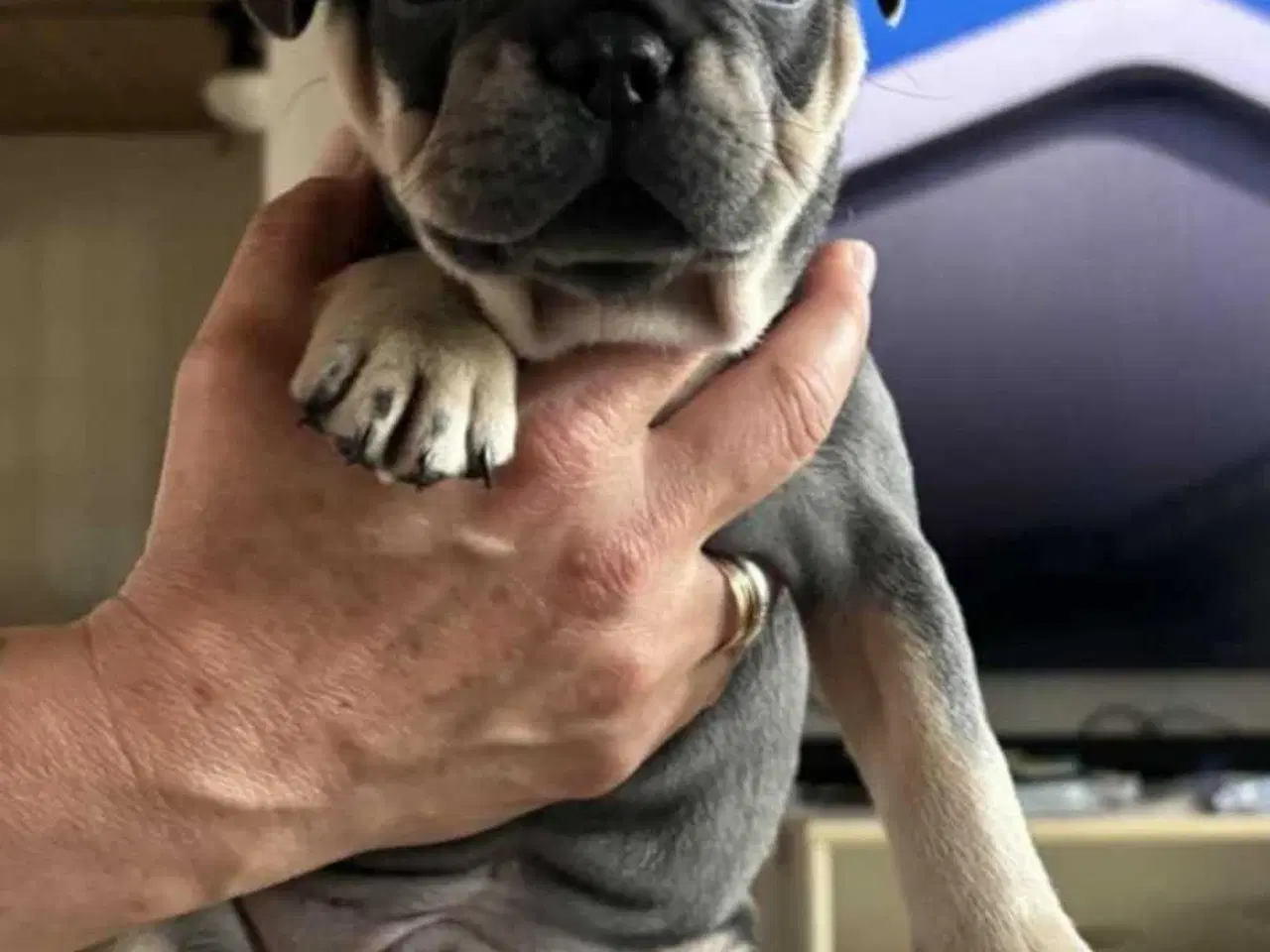 Billede 24 - Fransk Bulldog Hvalpe