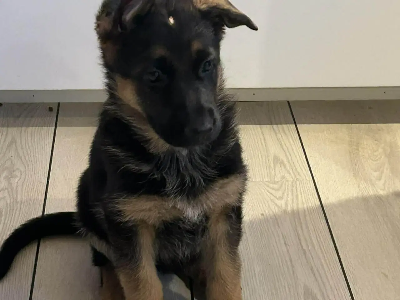 Billede 3 - Charmerende schæfertævehvalp